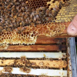 Abeilles