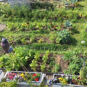 Jardin